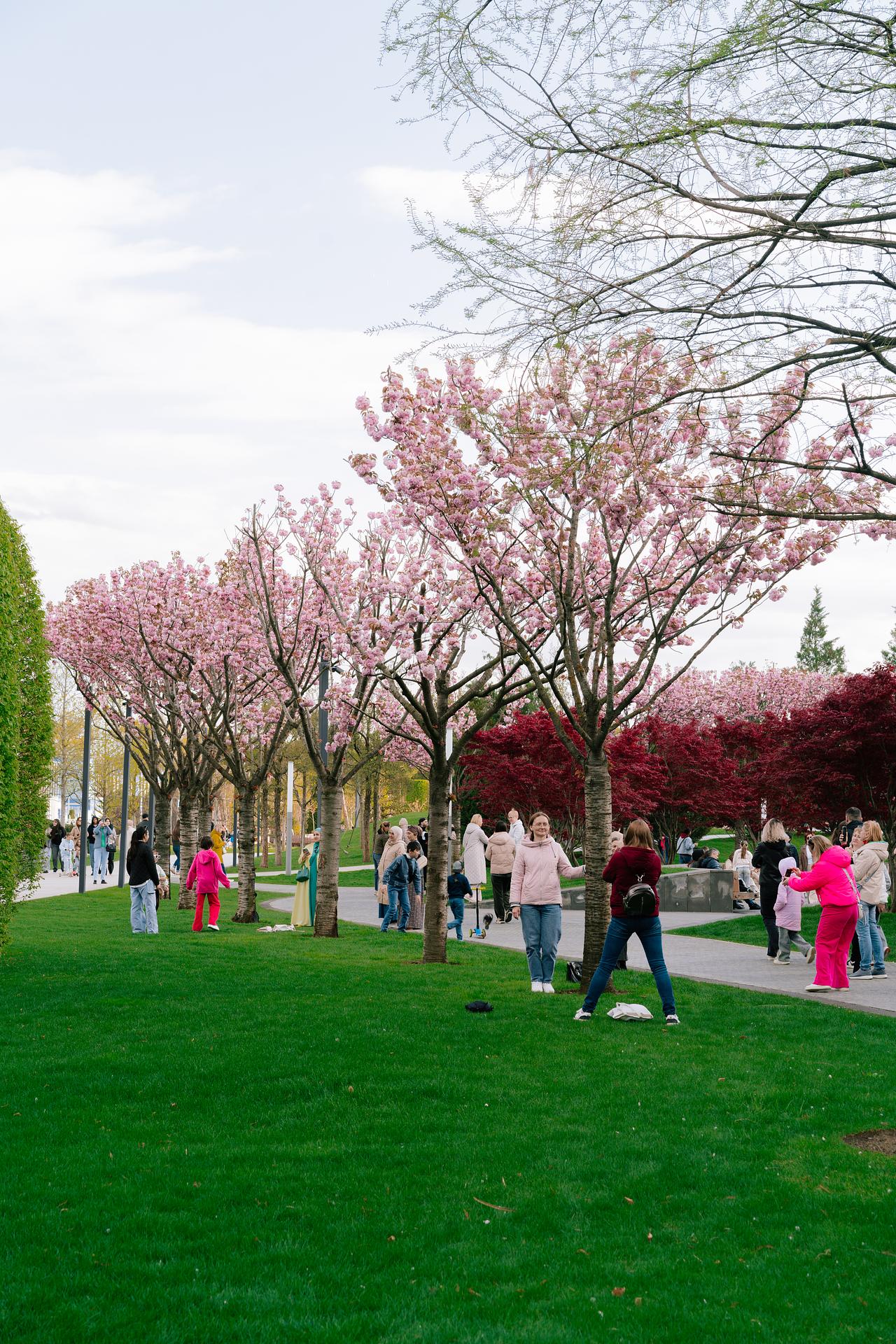 Цветущий Краснодар: парк Галицкого и Японский сад — 5