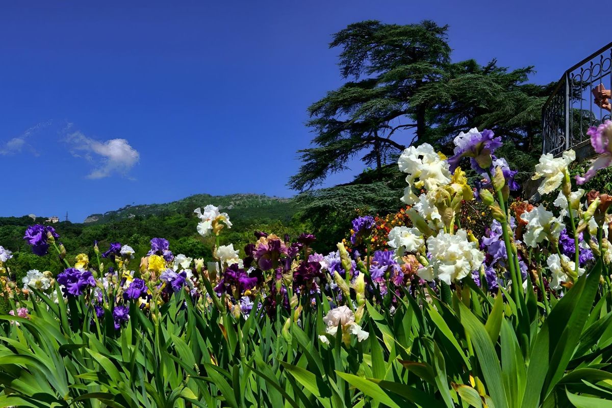 «Карнавал ирисов» в Крыму: Ялта, Утёс, Оползнево, Форос, Бахчисарай