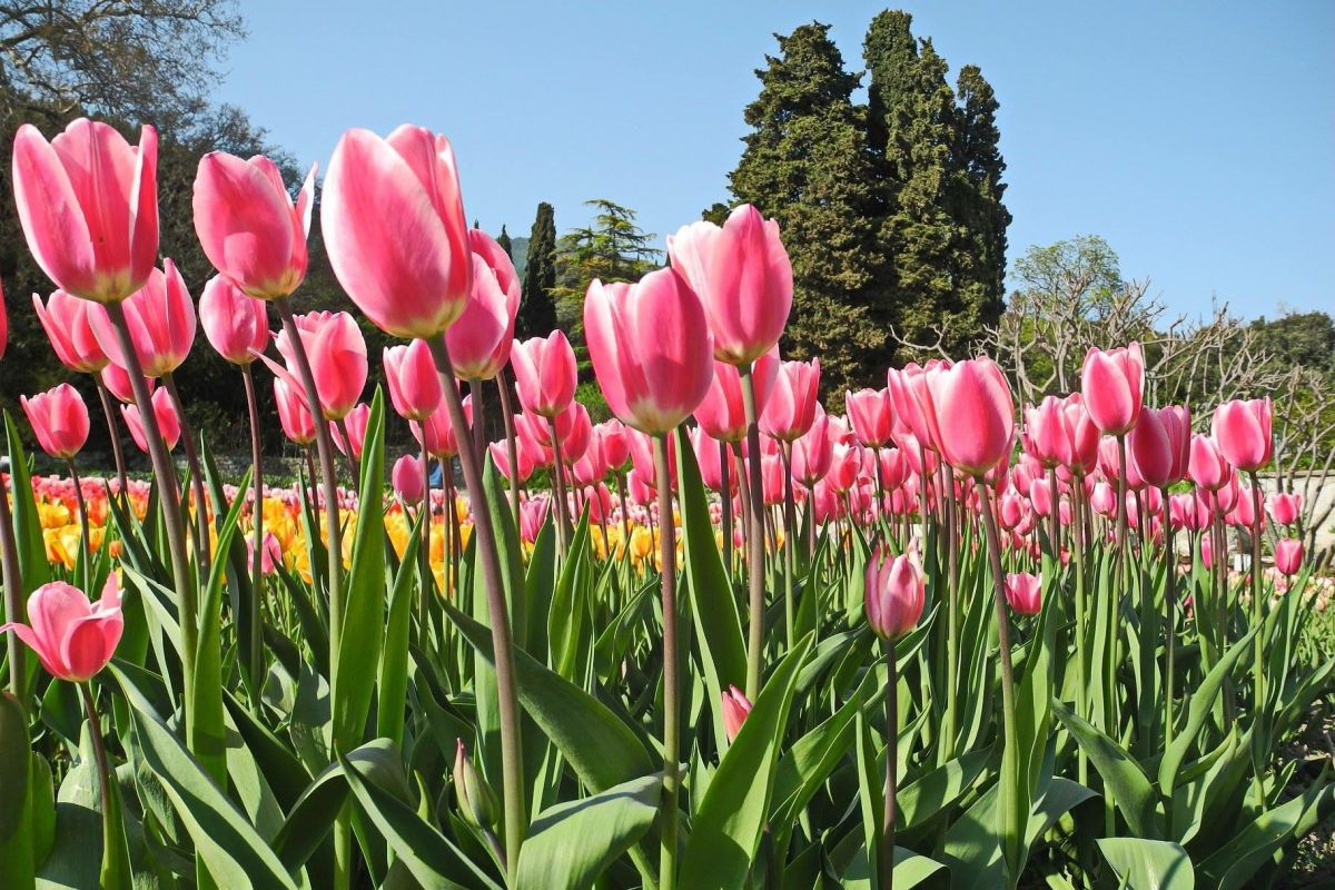 Крым: парад тюльпанов и цветение сакуры: Ялта, Утёс, Форос, Бахчисарай