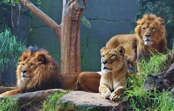 Крым: парк львов Тайган, пещера Таврида