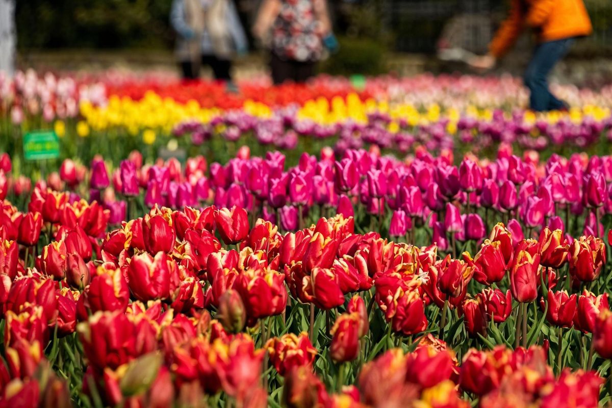 Дворцы и парки Крыма за 1 день: парад тюльпанов