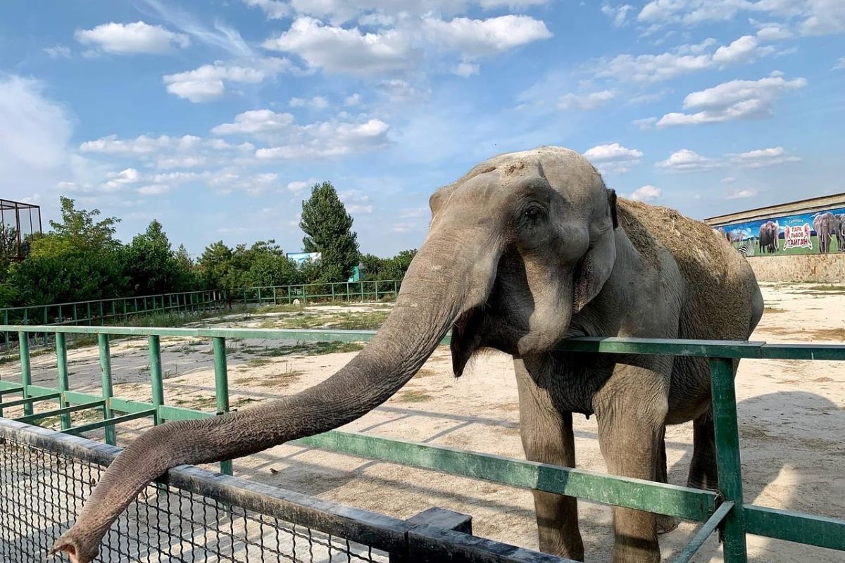 Крым: парк львов Тайган, пещера Таврида