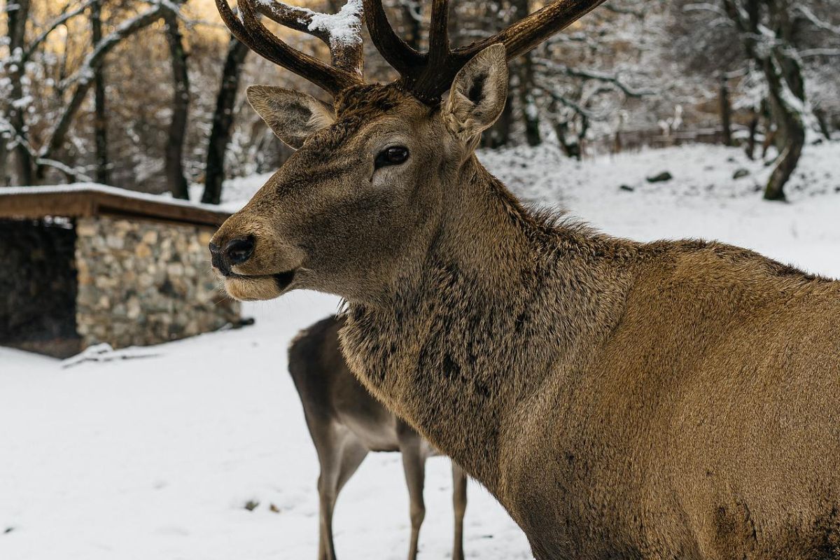 Домбай и Теберда: магия Кавказских гор