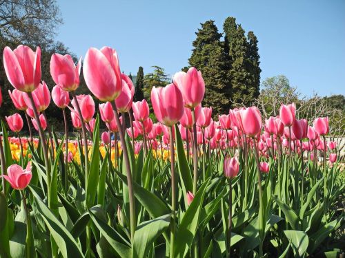 Крым: парад тюльпанов и цветение сакуры: Ялта, Утёс, Форос, Бахчисарай