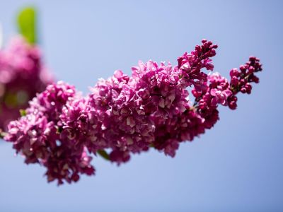 Сирень победы в Крыму (3 дня): Херсонес, Севастополь, Ай-Петри, Ялта, Белогорск