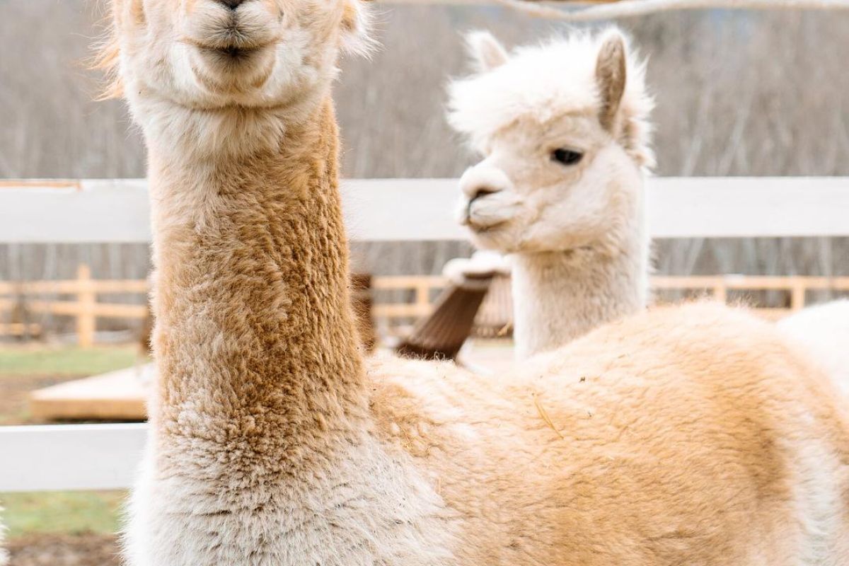 Домбай. Весна