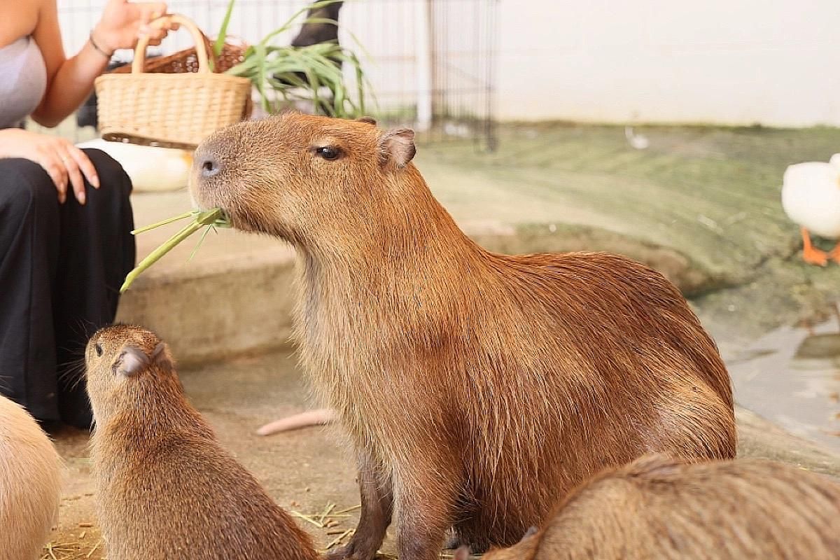 Горячий Ключ: канатная дорога «Дыхание Гор» + эко-ферма Альпак