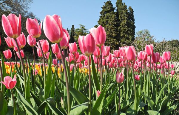 Крым: парад тюльпанов и цветение сакуры: Ялта, Утёс, Форос, Бахчисарай