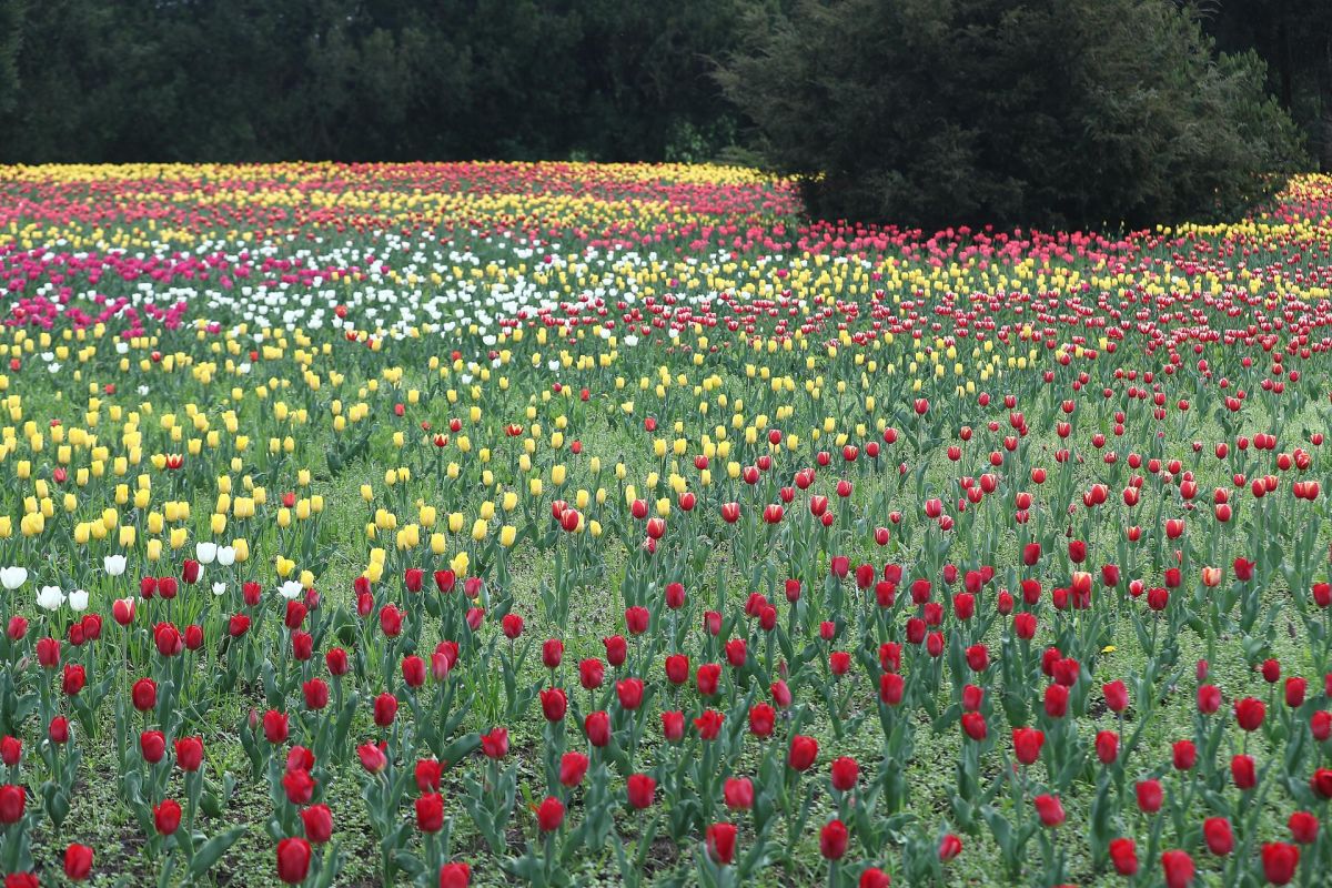 Цветущий Краснодар: карнавал тюльпанов и «парк Облаков»