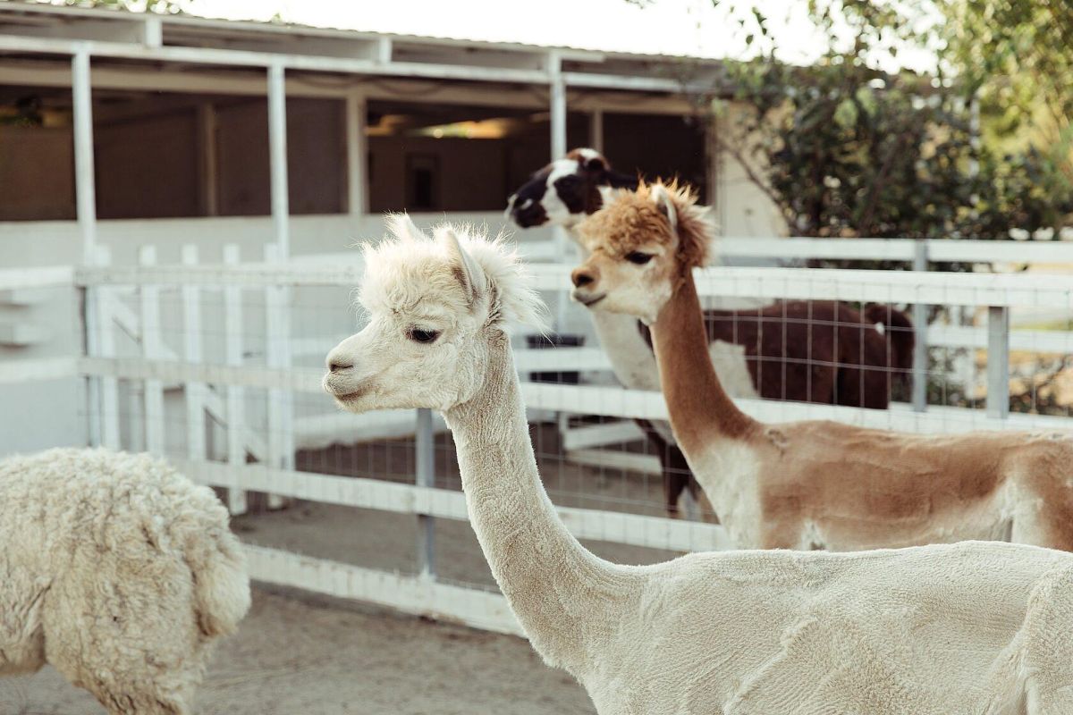 Горячий Ключ: канатная дорога «Дыхание Гор» + эко-ферма Альпак