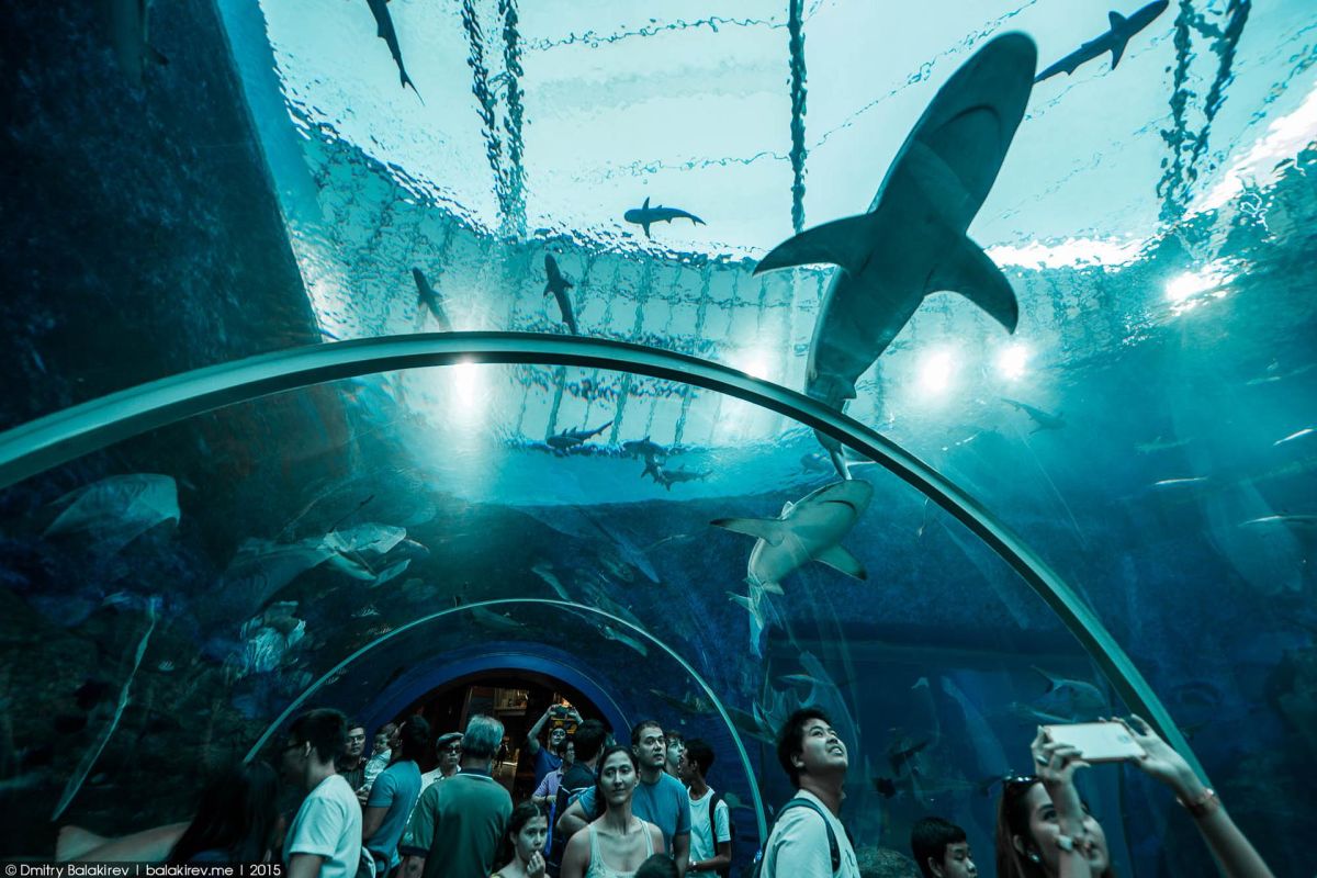 Цветущий Краснодар: океанариум, парк Галицкого и прогулка в центре