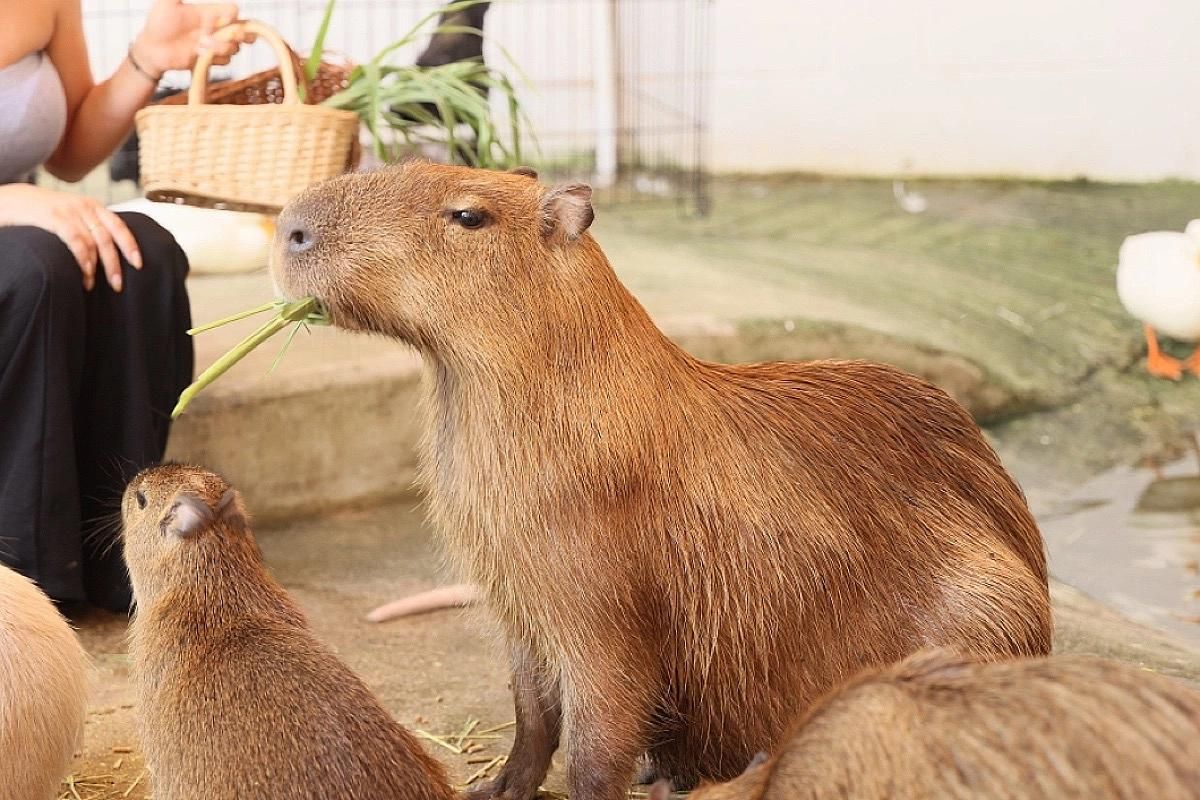 Горячий ключ: канатная дорога «Дыхание гор» + ферма альпак и капибар