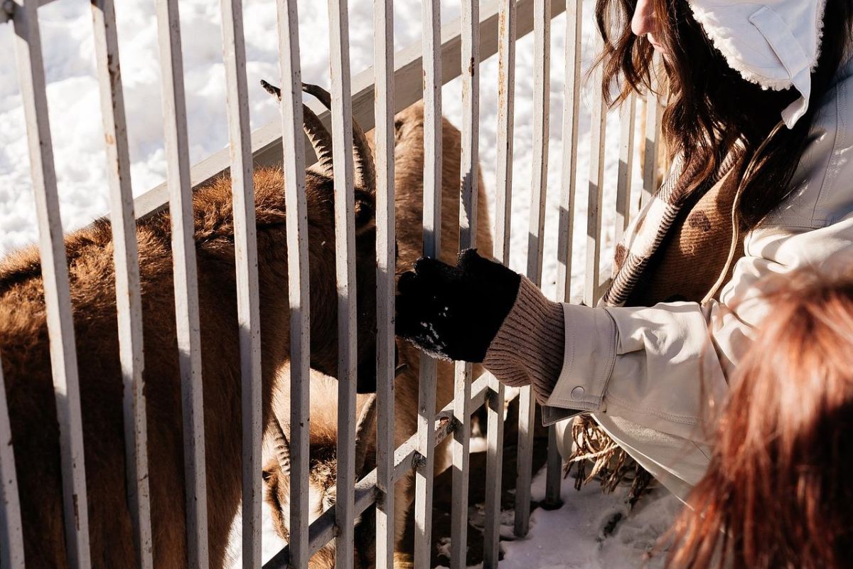 Домбай (комбо-тур): горнолыжка/экскурсии + термальный источник