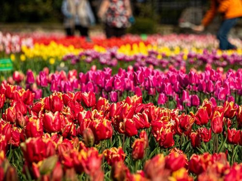 Дворцы и парки Крыма за 1 день: парад тюльпанов