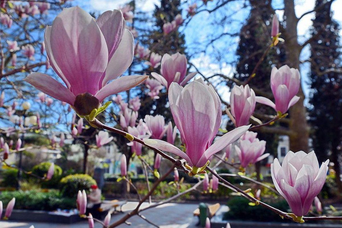 «Отдых на 8 марта: Акваград, АкваЛоо и прогулка по весеннему Сочи».