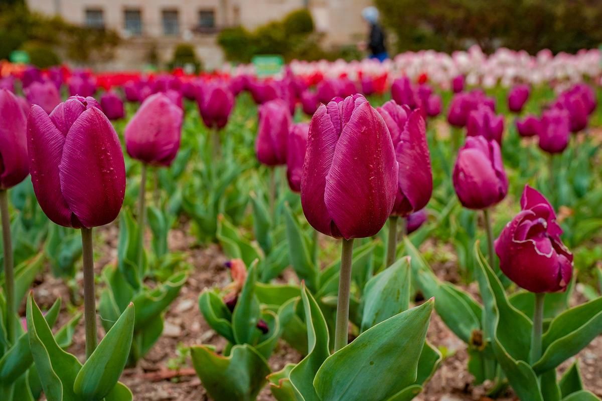 Парад тюльпанов в Крыму: Ялта, Новый Херсонес, Севастополь