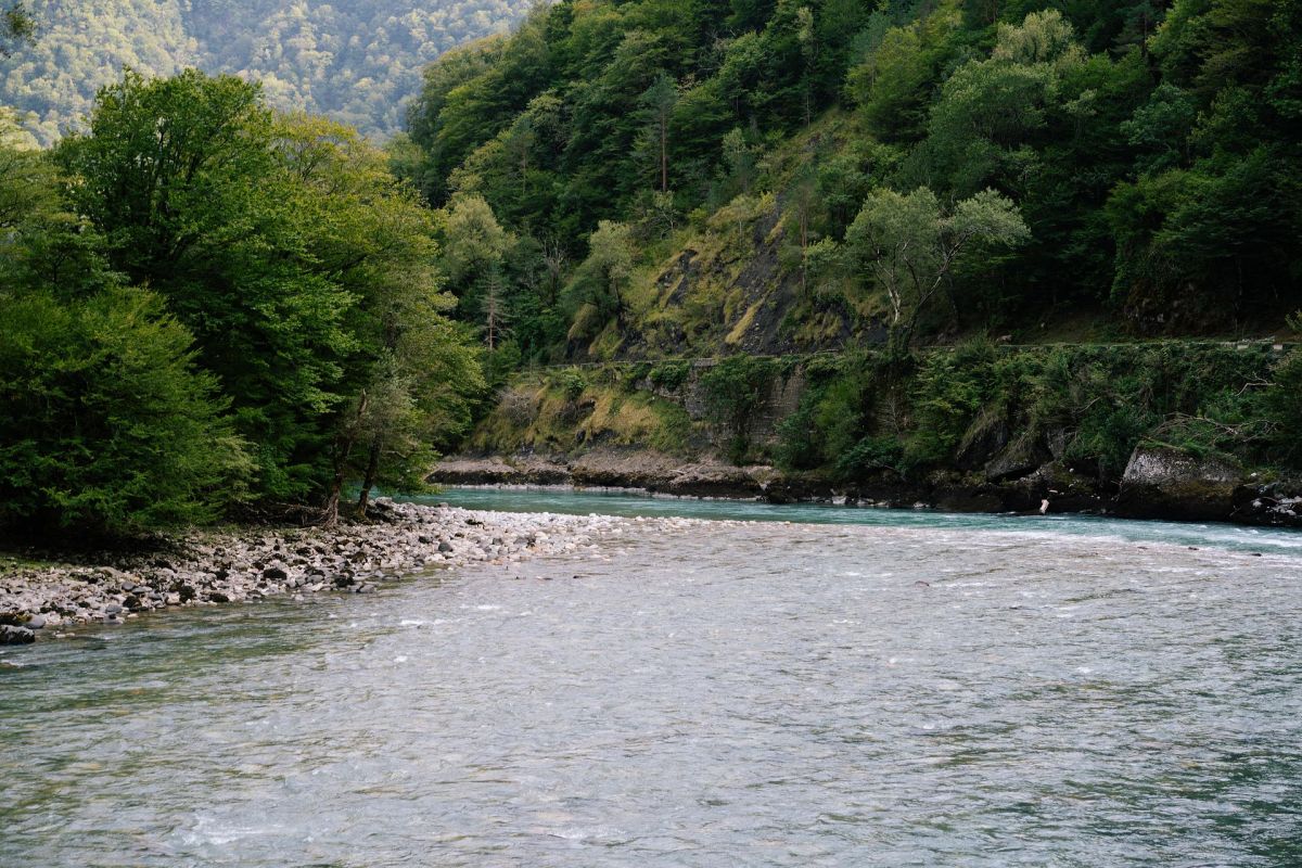 Цветение мимозы в Абхазии (Сухум - Новый Афон - о. Рица – Гагра - Кындыг)