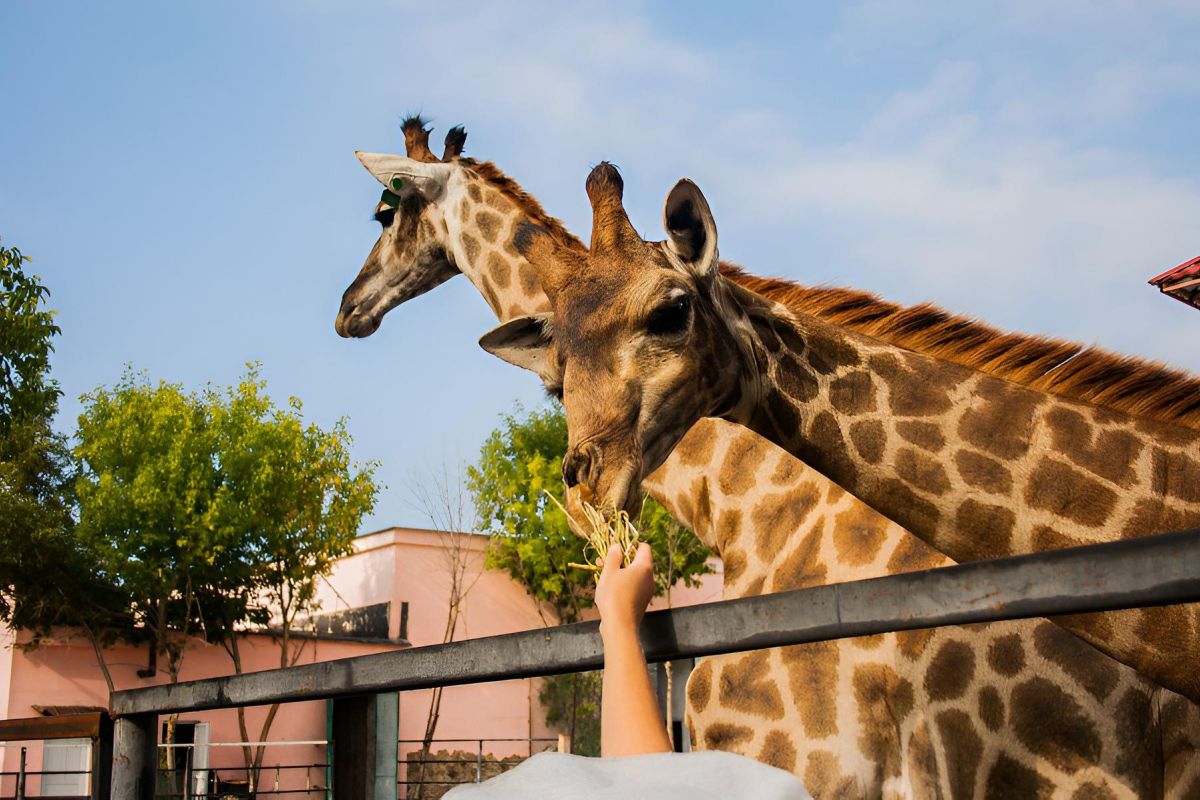 Крым: парк львов Тайган, пещера Таврида