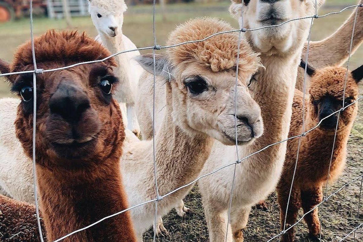 Горячий Ключ: канатная дорога «Дыхание Гор» + эко-ферма Альпак