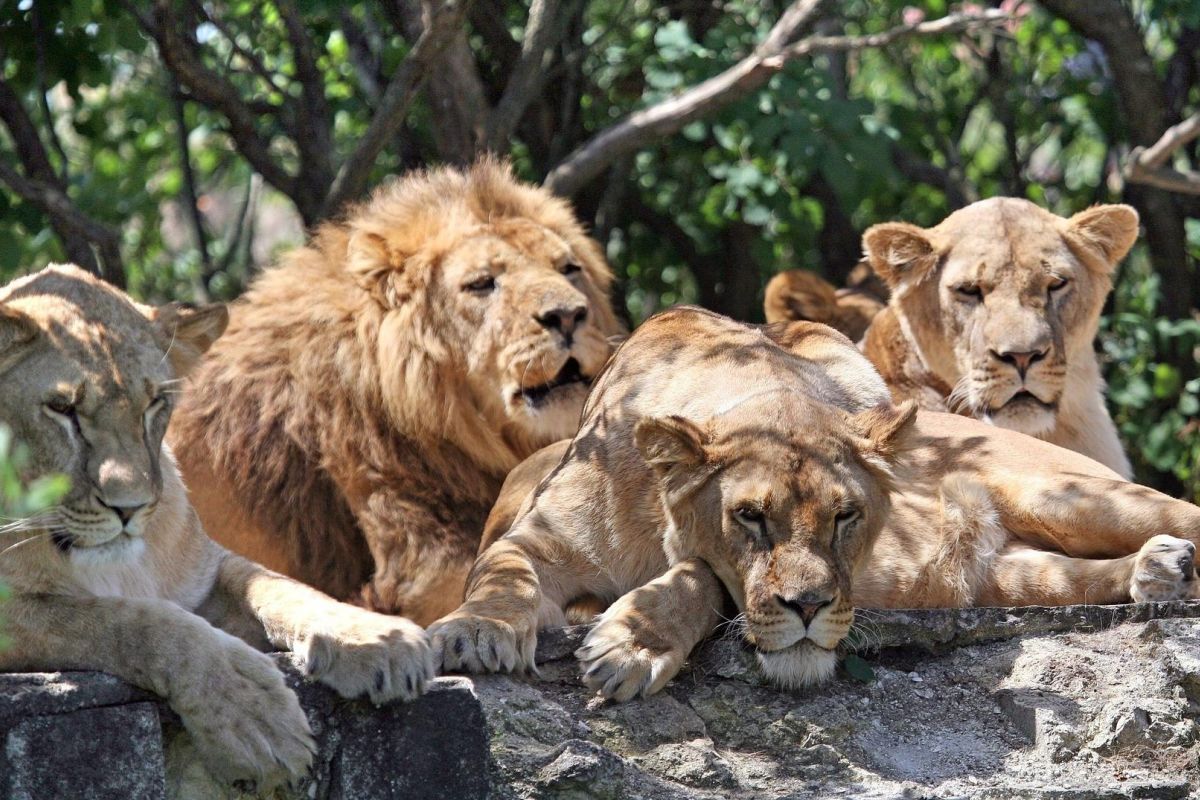 Сирень победы в Крыму (3 дня): Херсонес, Севастополь, Ай-Петри, Ялта, Белогорск