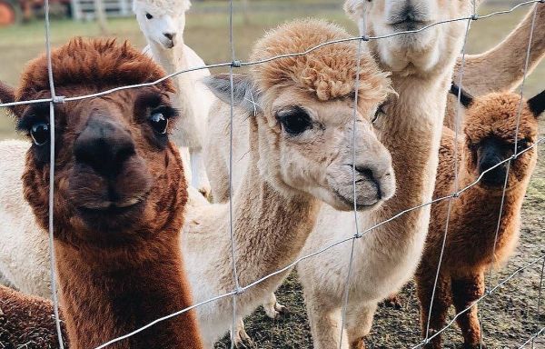 Горячий Ключ: канатная дорога «Дыхание Гор» + эко-ферма Альпак