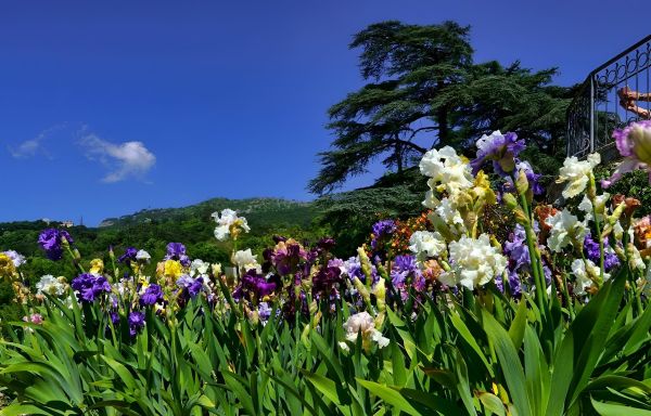 «Карнавал ирисов» в Крыму: Ялта, Утёс, Оползнево, Форос, Бахчисарай