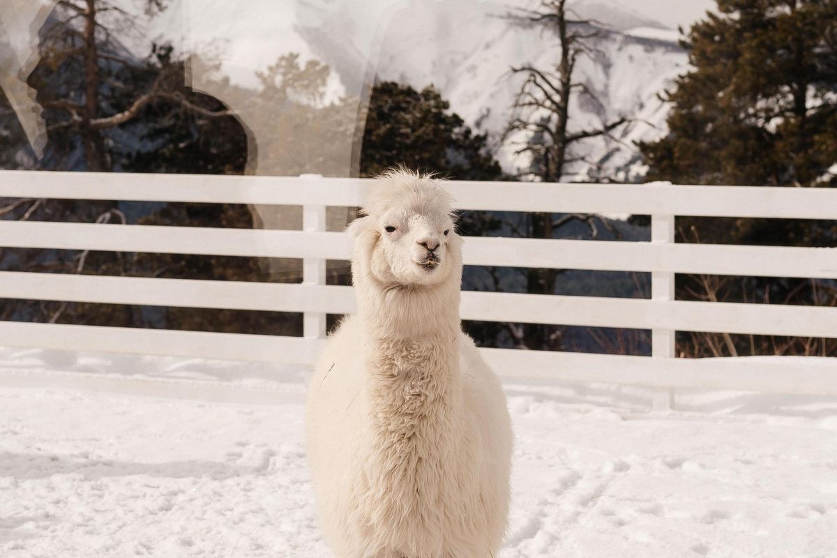 По склонам снежного Архыза