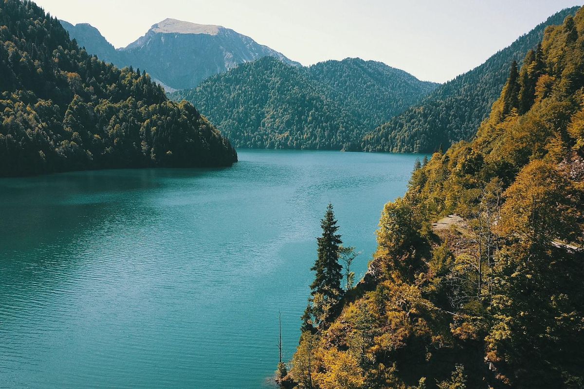 Большой тур по Абхазии: цветение мимозы