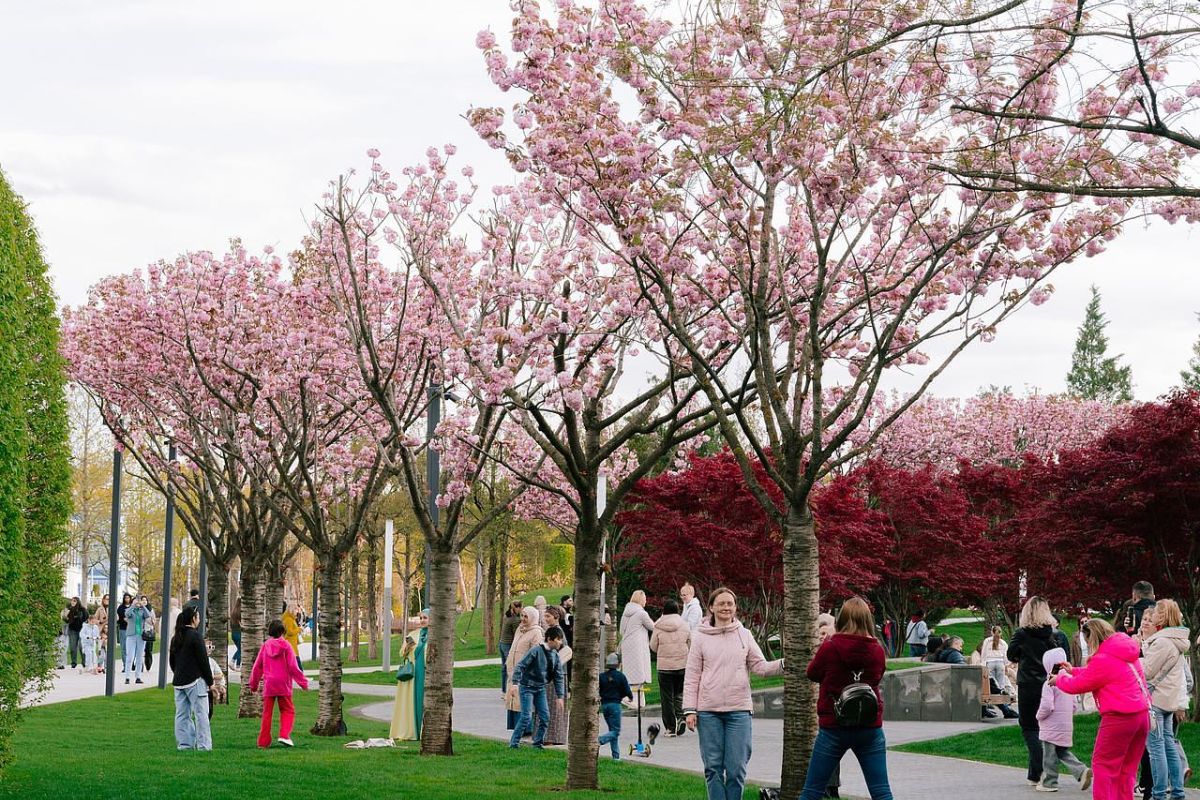 Ледовое шоу Ильи Авербуха "Чемпионы" + цветущий парк Галицкого