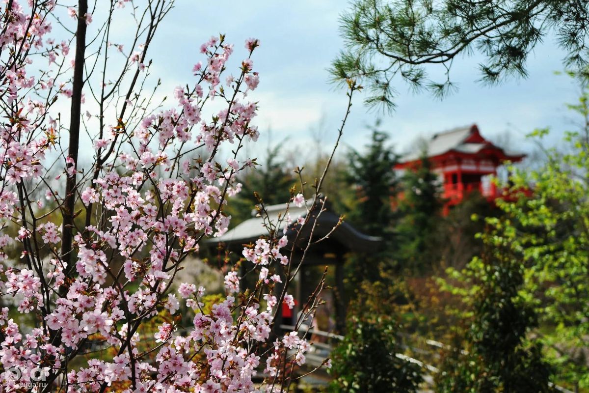 Ледовое шоу Ильи Авербуха "Чемпионы" + цветущий парк Галицкого