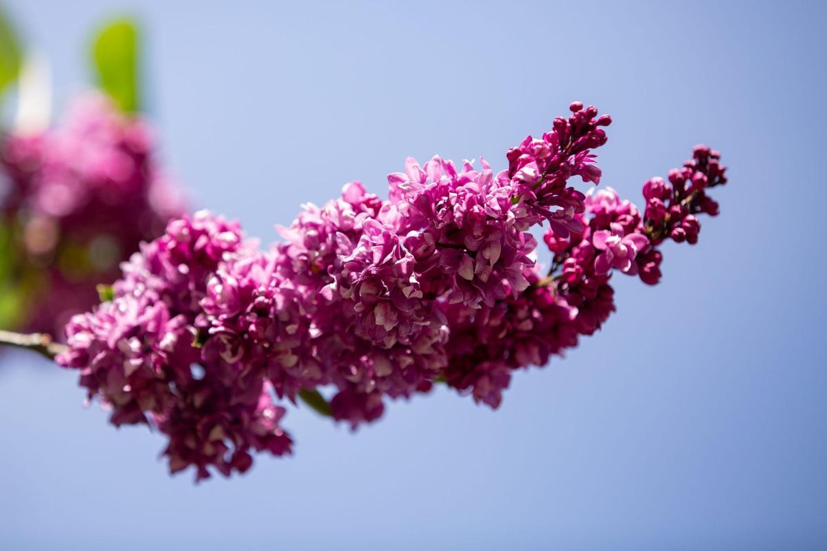 Сирень победы в Крыму (3 дня): Херсонес, Севастополь, Ай-Петри, Ялта, Белогорск