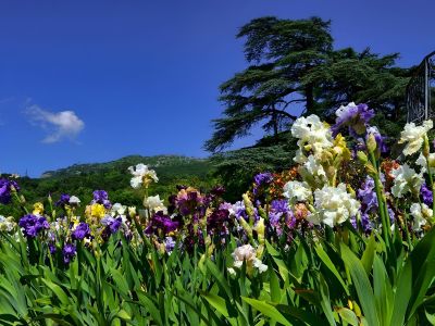 «Карнавал ирисов» в Крыму: Ялта, Утёс, Оползнево, Форос, Бахчисарай