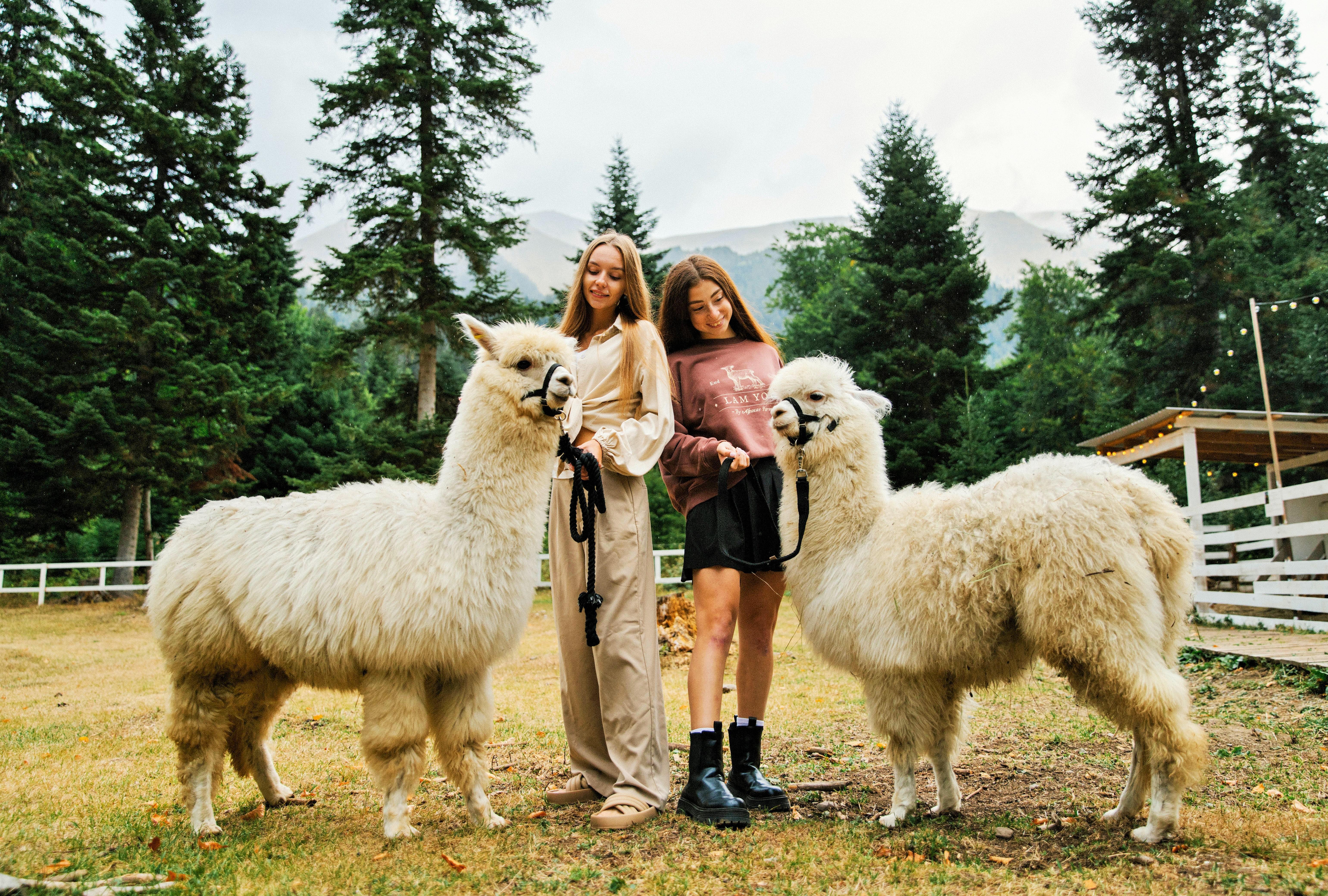 Горячий ключ: канатная дорога, ферма альпак, капибар и кроликов