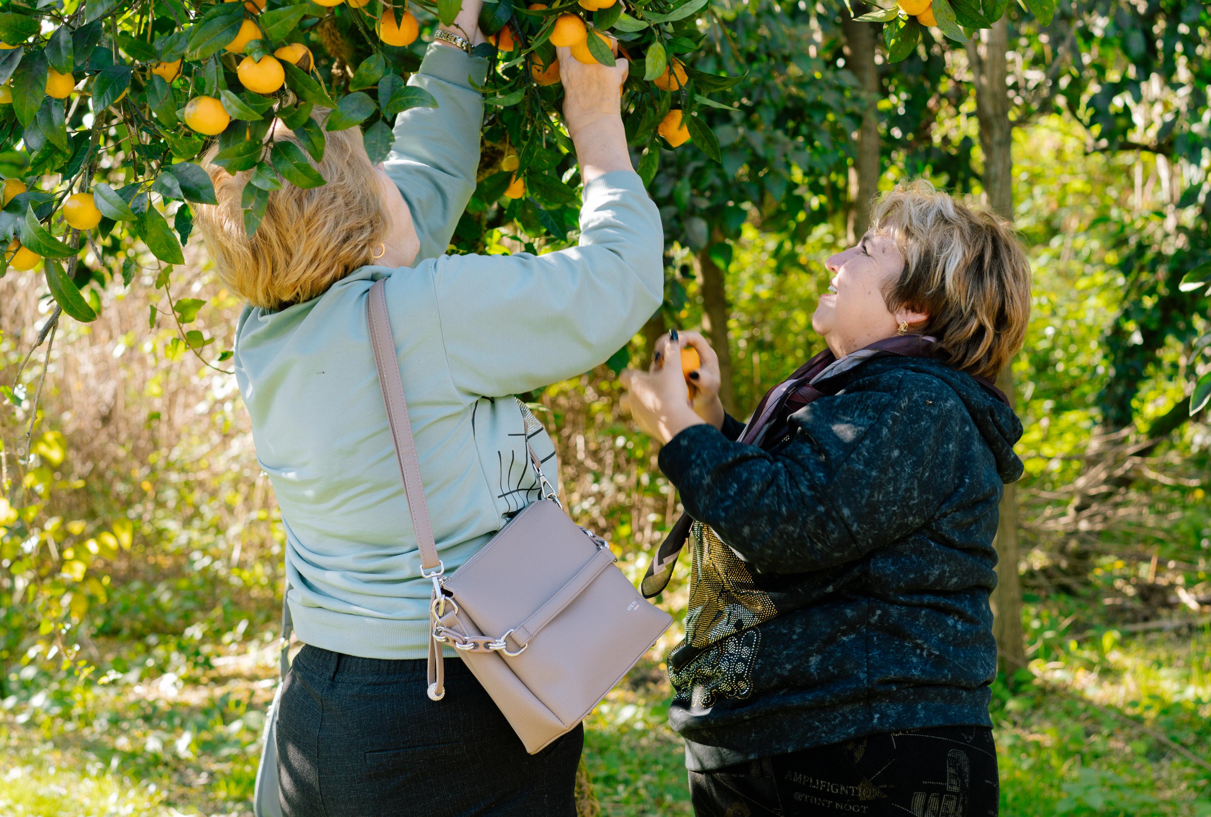 Супер-цена: Мандариновый рай в Абхазии: Сухум, Новый Афон, Кындыг, о. Рица